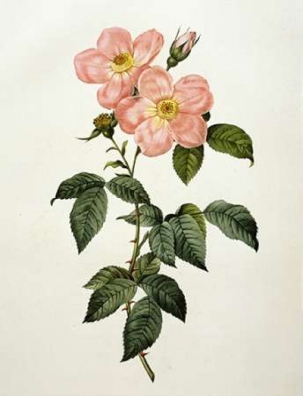 Rosa Indica Frangras - Flora Simplici Poster Print by Pierre Joseph Redoute - Item # VARPDX279566